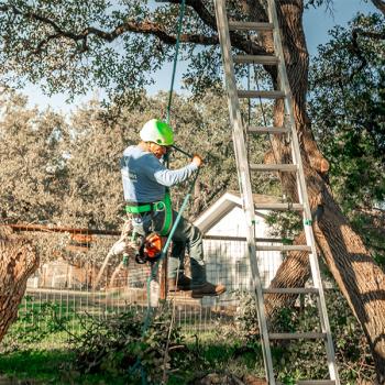 Image for Tree Scouts Tree Service Leander with ID of: 6886056