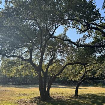Image for Tree Scouts Tree Service Leander with ID of: 6886058
