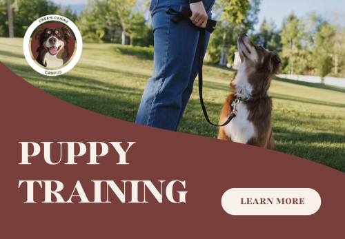 Image for Crüe's Canine Campus with ID of: 6886218
