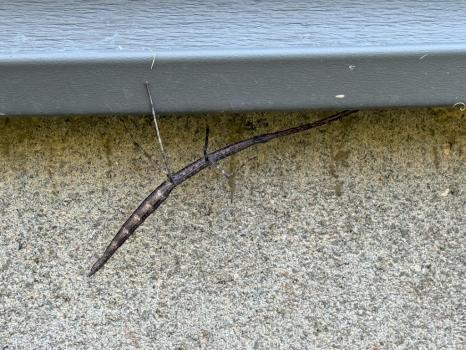 Image for Allen Pest Management with ID of: 6886342