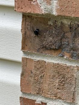 Image for Allen Pest Management with ID of: 6886345
