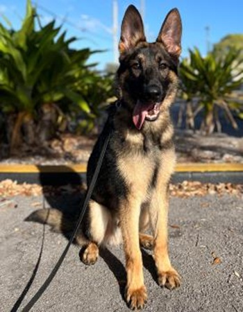 Image for Shultz K9 Enforcement Inc with ID of: 6888092
