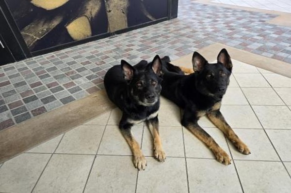 Image for Shultz K9 Enforcement Inc with ID of: 6888094