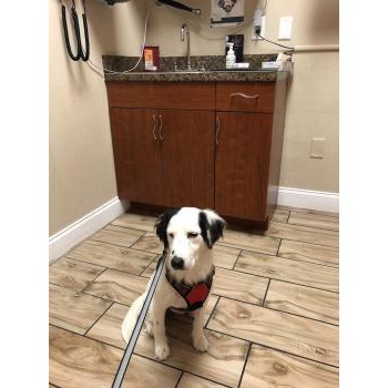 Image for Windermere Veterinary Services with ID of: 6889740