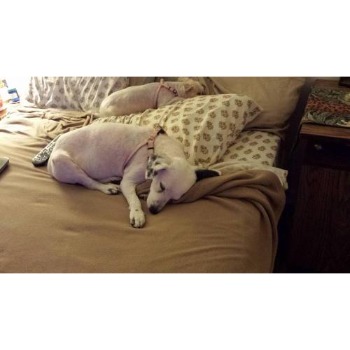 Image for Windermere Veterinary Services with ID of: 6889746