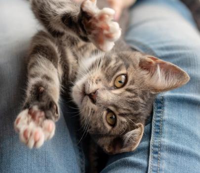 Image for Animal Emergency Care with ID of: 6890898