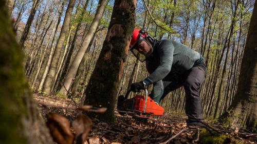 Image for Shelby Tree Pros with ID of: 6894943