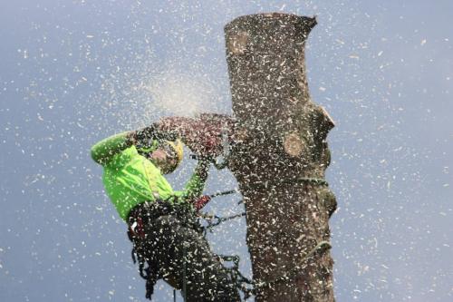 Image for Shelby Tree Pros with ID of: 6894947