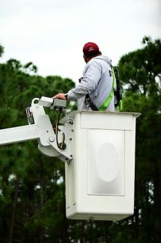 Image for Shelby Tree Pros with ID of: 6894948