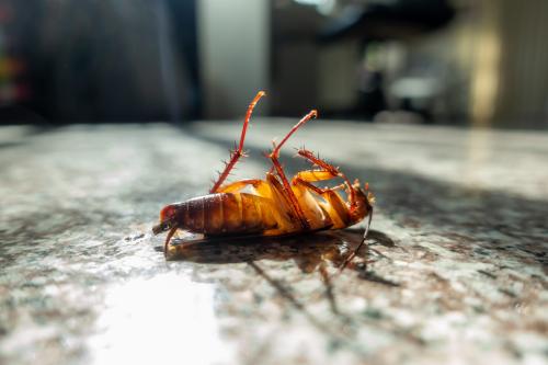 Image for Ballina Pest Control with ID of: 6895169