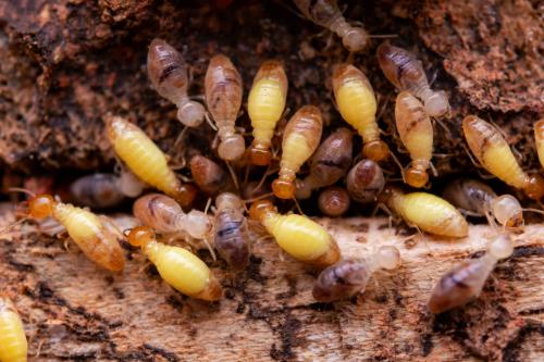 Image for Ballina Pest Control with ID of: 6895171