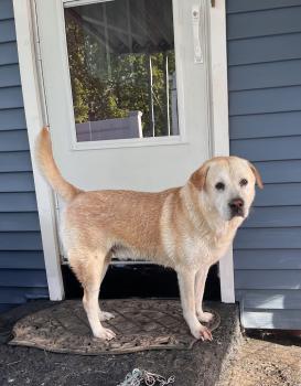 Image for Connecticut Veterinary Center with ID of: 6896115