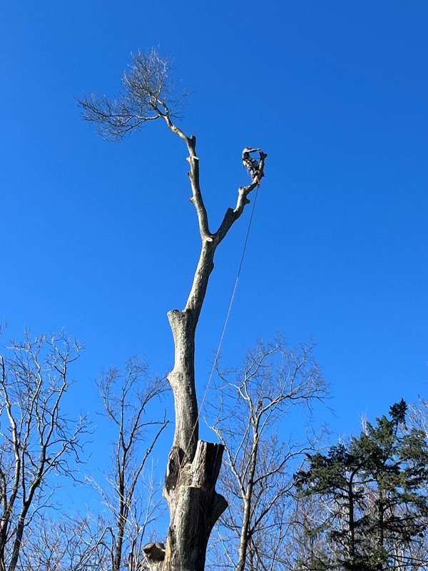Image for Buckeye Tree Services with ID of: 6897786