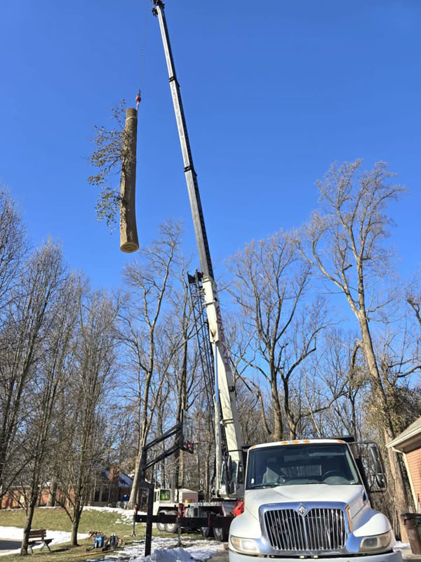 Image for Buckeye Tree Services with ID of: 6897792