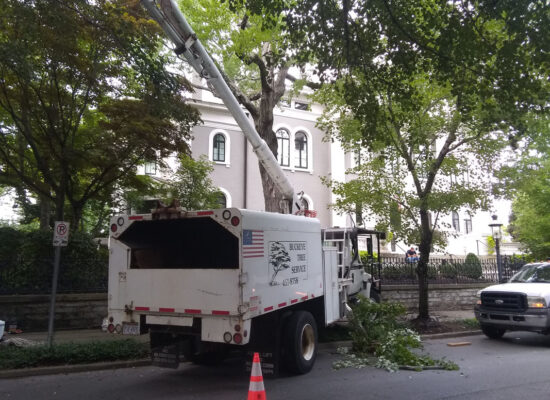 Image for Buckeye Tree Services with ID of: 6897793