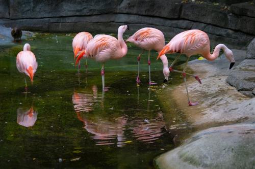 Image for John Ball Zoo with ID of: 6541967