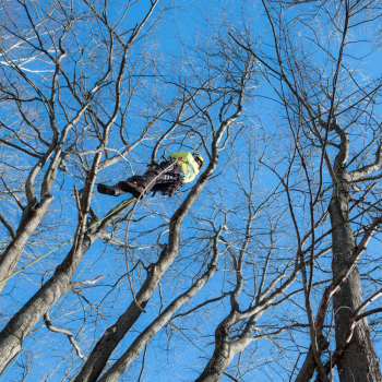Image for Teacher's Tree Service with ID of: 6899373