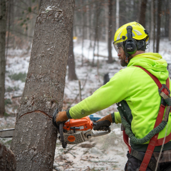 Image for Teacher's Tree Service with ID of: 6899374