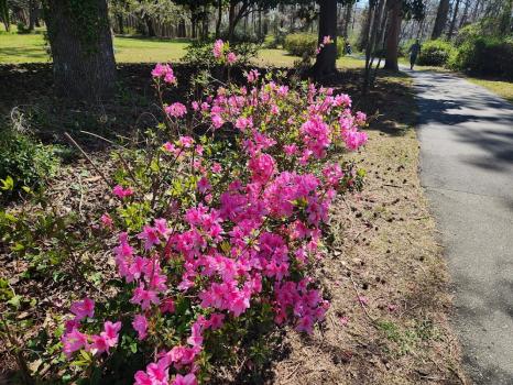 Image for Azalea Insurance Group with ID of: 6900482