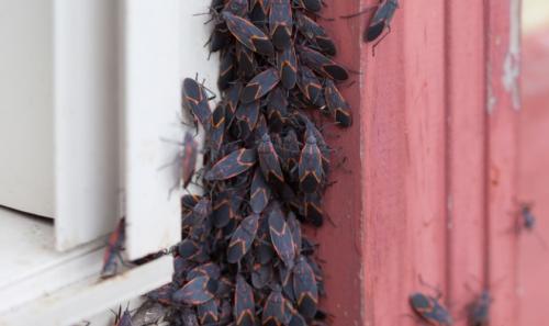 Image for Slayer Pest Control with ID of: 6900919