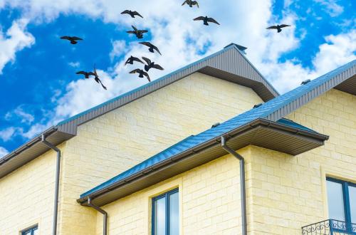 Image for Bird Removal Crew with ID of: 6902998