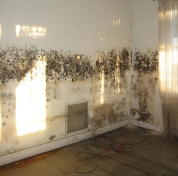 Image for Fast Mold Testing - Atlanta with ID of: 6904532