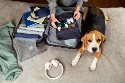 Image for Pets in Transit with ID of: 6904855