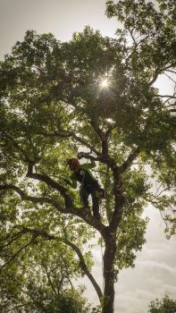 Image for Capitol Tree Care with ID of: 6907022