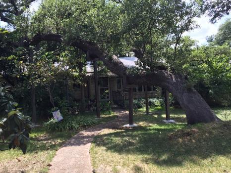 Image for Capitol Tree Care with ID of: 6907024