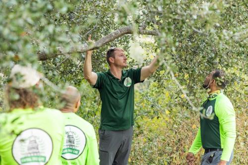 Image for Capitol Tree Care with ID of: 6907028