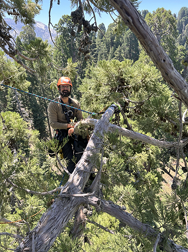 Image for LB Holistic Tree with ID of: 6907609