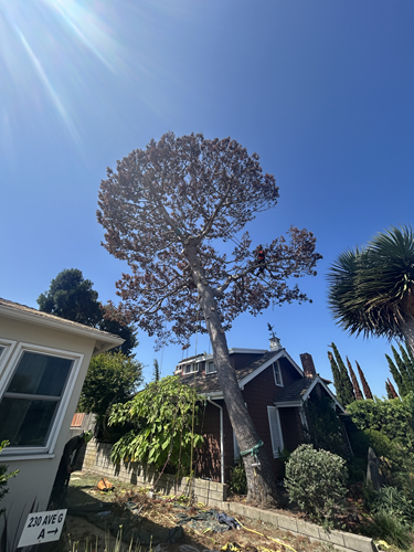 Image for LB Holistic Tree with ID of: 6907610