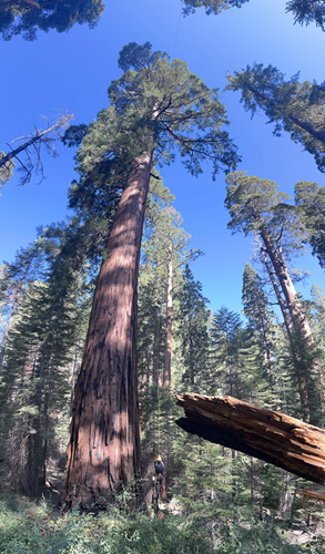 Image for LB Holistic Tree with ID of: 6907612