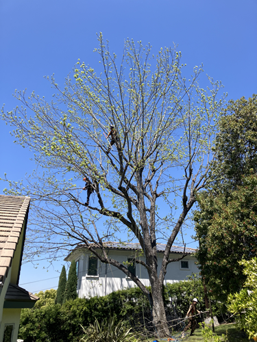 Image for LB Holistic Tree with ID of: 6907613