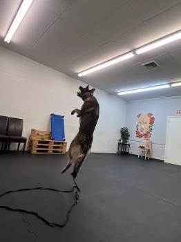 Image for Off Leash K9 Training Toledo with ID of: 6908682