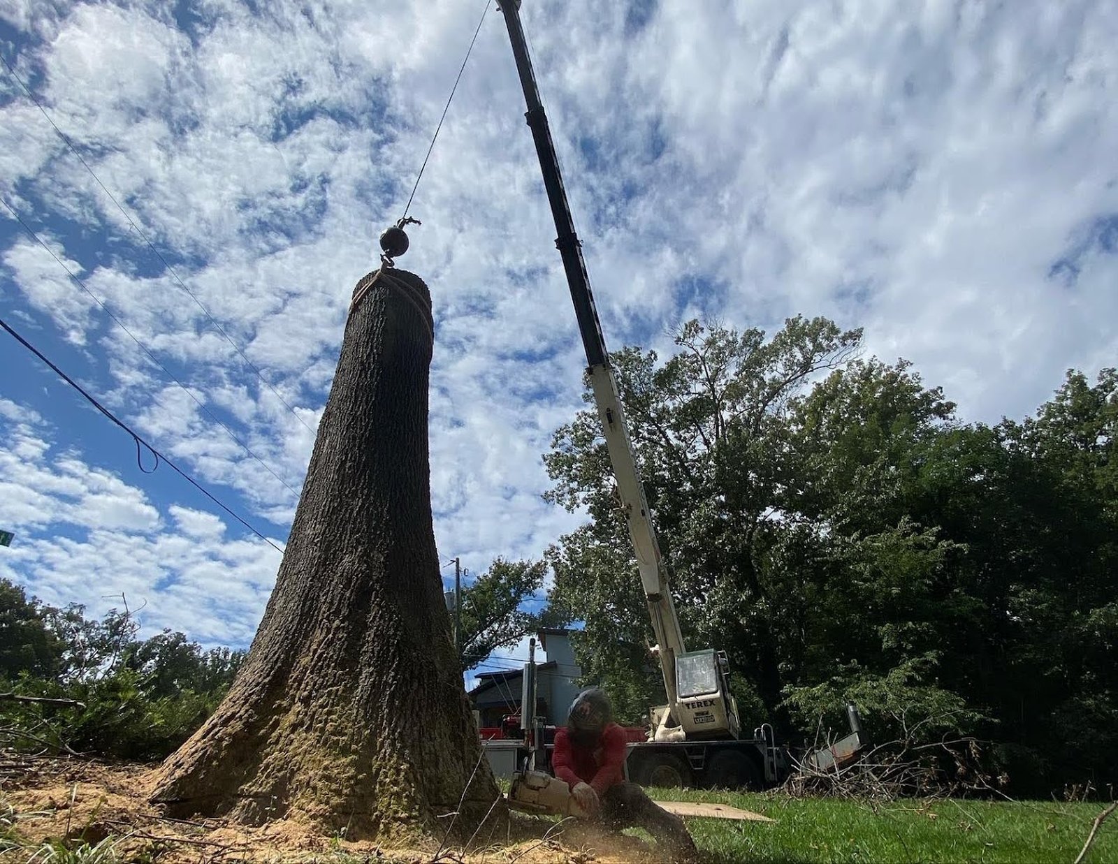 Image for Grant Brothers Tree Service with ID of: 6909393