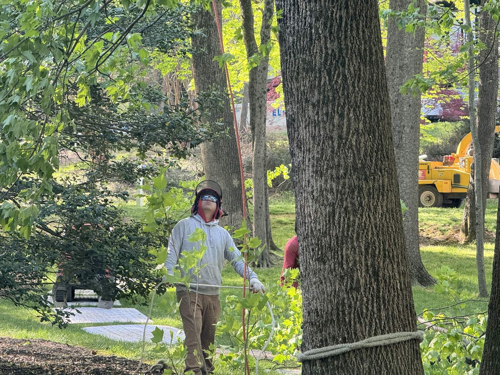Image for Grant Brothers Tree Service with ID of: 6909394