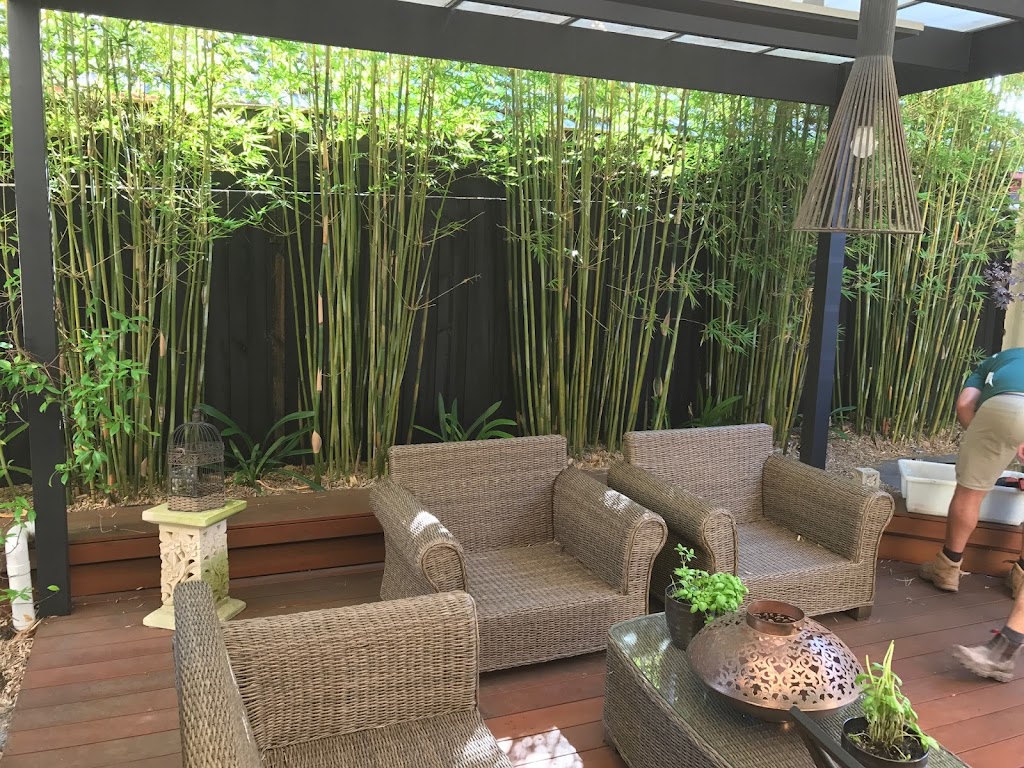 Image for Red Cloud Bamboo with ID of: 6915366