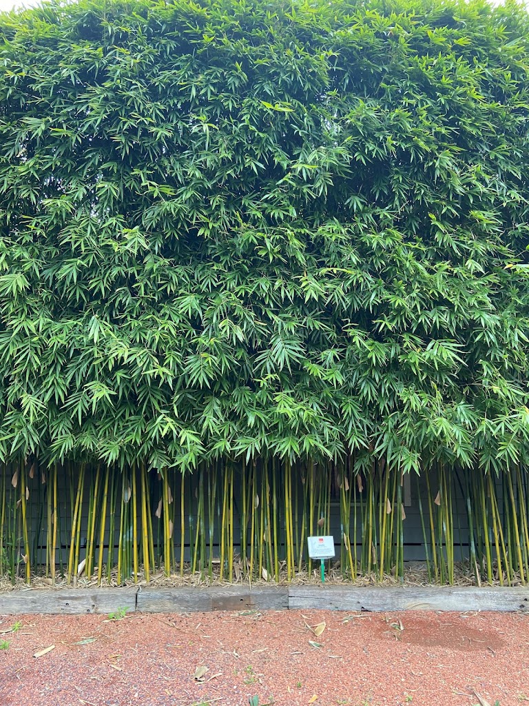 Image for Red Cloud Bamboo with ID of: 6915369