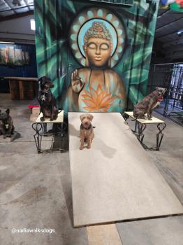 Image for Nadia's Dog Nanny Services LLC with ID of: 6915711