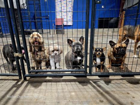 Image for Nadia's Dog Nanny Services LLC with ID of: 6915712