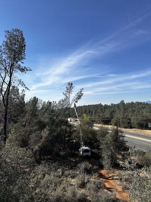 Image for Boise Tree & Landscaping LLC with ID of: 6917036