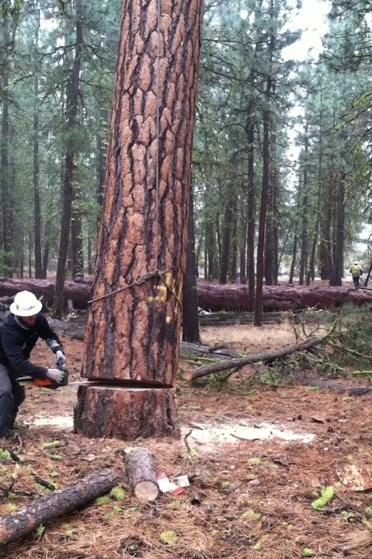 Image for Boise Tree & Landscaping LLC with ID of: 6917037