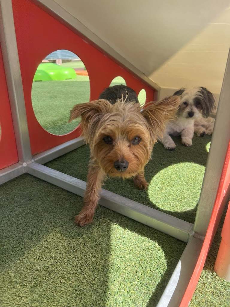 Image for BratPak Dog Kamp with ID of: 6924364