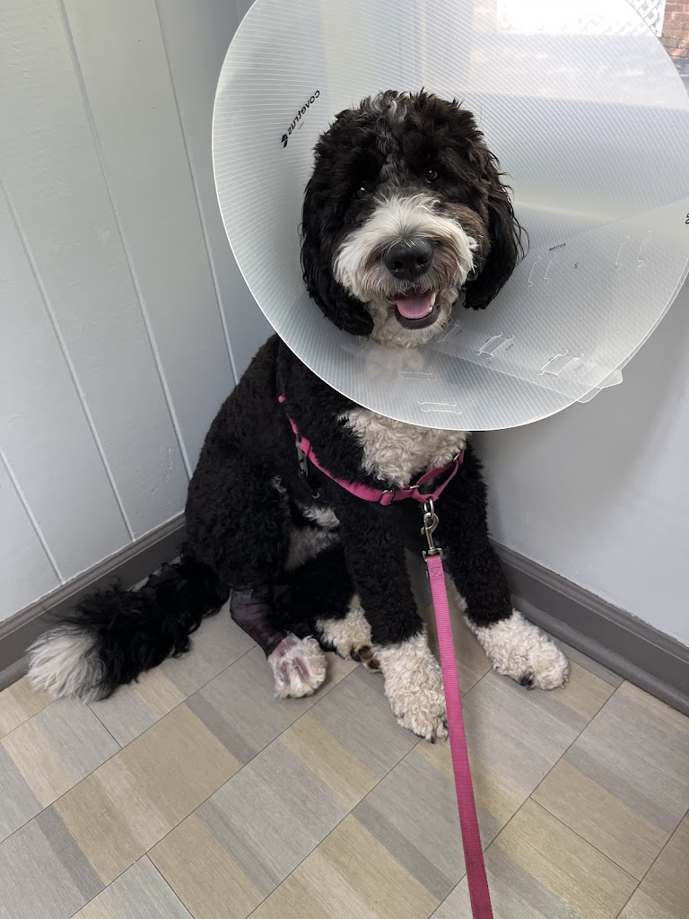 Image for Boulevard Animal Hospital with ID of: 6928864