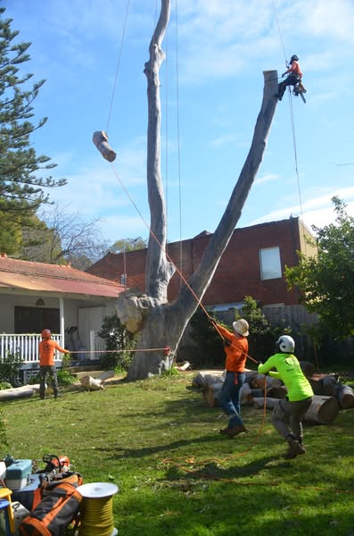 Image for Asset Tree Care with ID of: 6929825