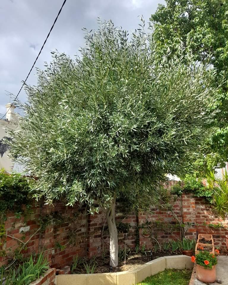 Image for Asset Tree Care with ID of: 6929829
