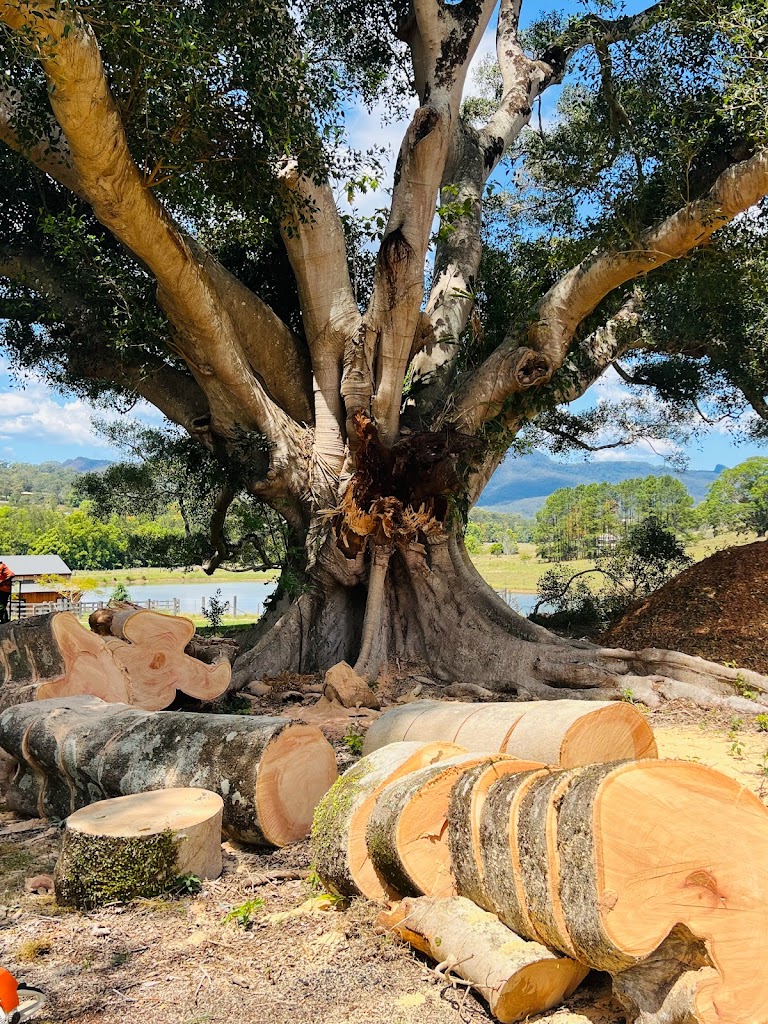 Image for Tweed Heads Arborists with ID of: 6930446