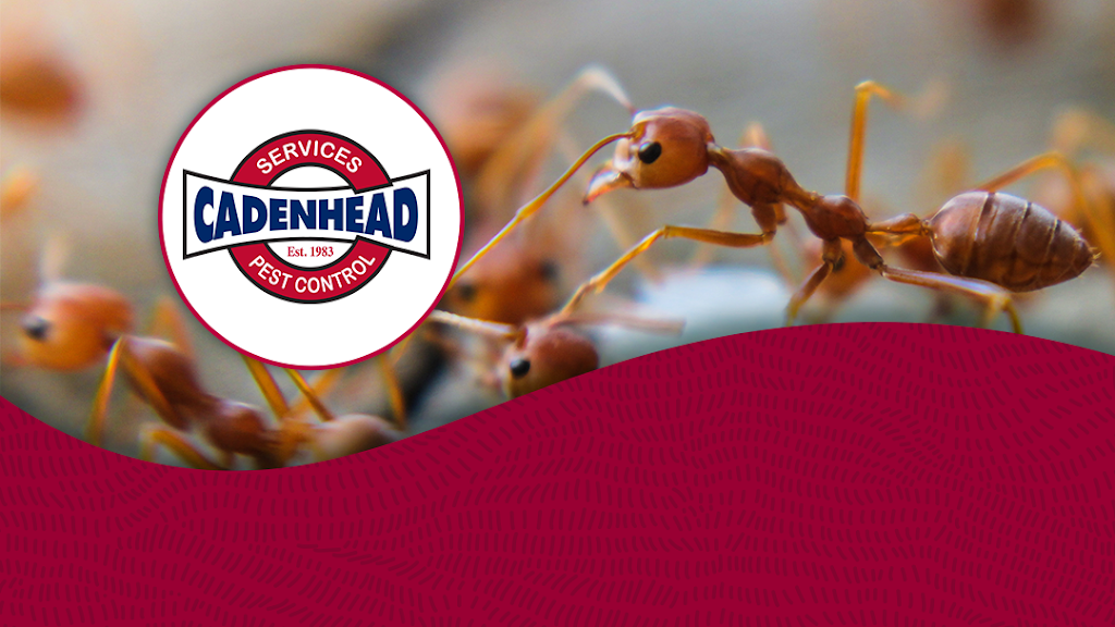 Image for Cadenhead Services Pest Control with ID of: 6932254