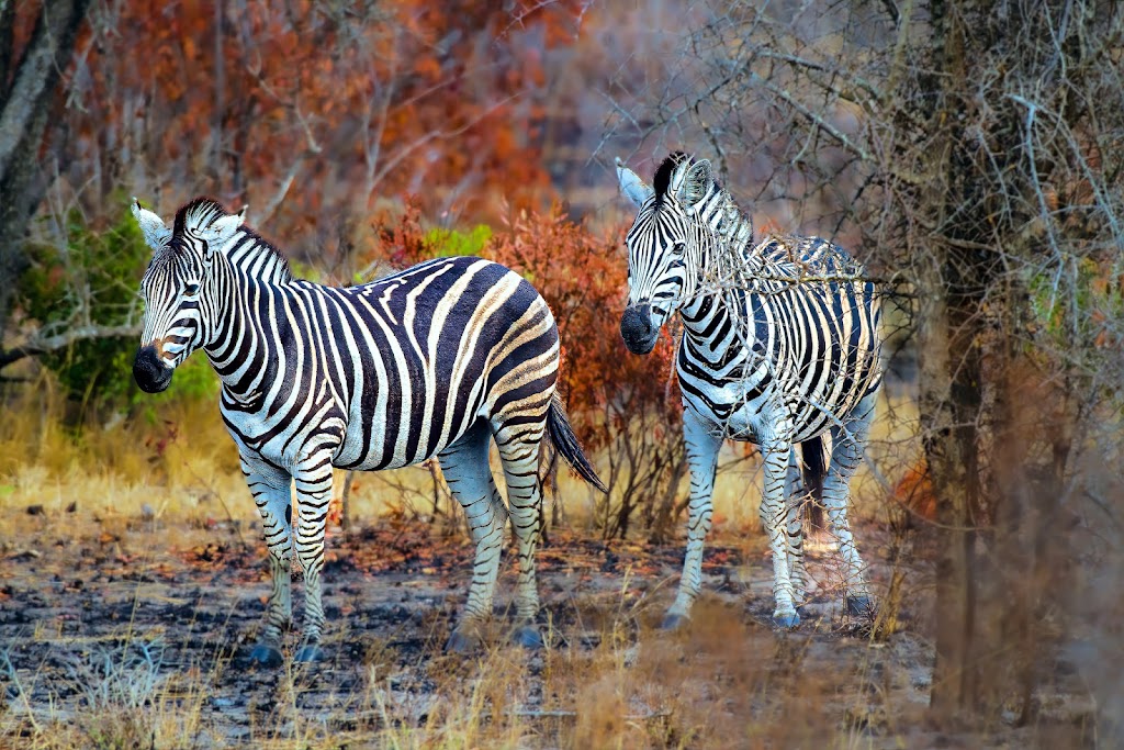 Image for David Whited Art with ID of: 6933548